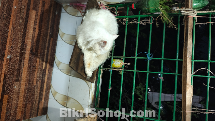 পার্শিয়ান বিড়াল